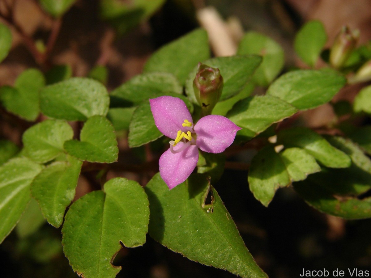 Sonerila silvatica Lundin